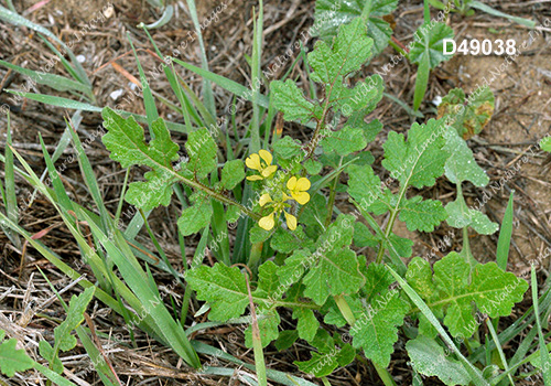 White Mustard (Sinapis alba)